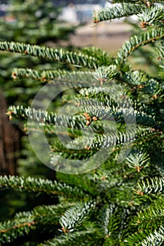 Plantation of evergreen nordmann firs, christmas tree growing ourdoor