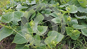 Plantation of farm Cucumbers. Green Leaves Cucumber on garden bed. Agriculture, Organic Food. Cultivation Vegetable