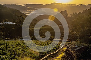 Plantation farm overlooking Cameron Highlands during sunrise with sun flares