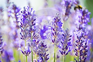 Lavender Flowers at the Plantation Field, Lavandula Angustifolia