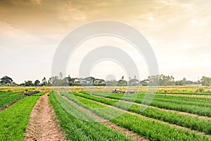 Plantation of fresh and young chives