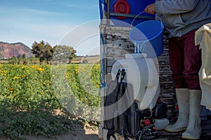 plantation fumigation Gypsophila paniculata