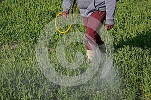 plantation fumigation Gypsophila paniculata