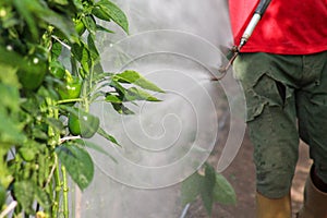 Plantation fumigation, peppers plants