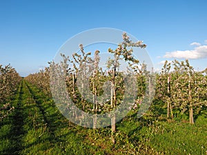 Plantation in Germanys largest fruit growing area near Hamburg