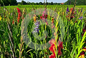 Plantation of gladioli photo