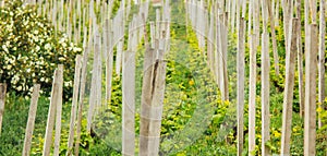Plantation of grapes bearing vines in spring. Grapevine. Wine growing in the field. Agriculture. Young grapes with leaves. Fruit.