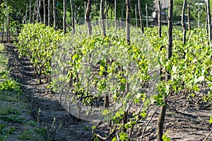 Plantation of grapes tied up on wooden poles