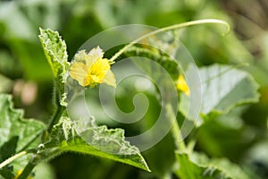 plantation of green melons called honey dew in the organic garden