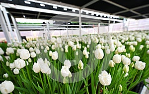 A plantation or greenhouse of tulips against the background of agro-industrial greenhouse equipment