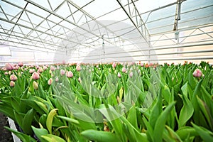 A plantation or greenhouse of tulips against the background of agro-industrial greenhouse equipment