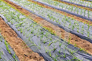 Plantation of growing green sprouts of garlic