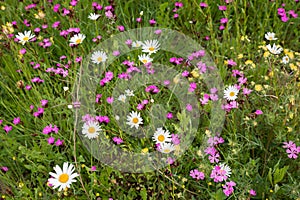 Plantation for insects, with pink lychnis, marguerites and hormon flowers