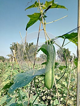 Plantation of kheera
