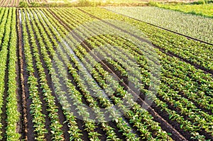 Plantation landscape of green potato bushes. Agroindustry and agribusiness. European organic farming. Beautiful countryside