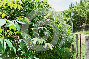 Plantation of Manihot esculenta with flowers in the vegetable garden photo