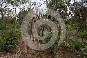 A Plantation Moringa plant