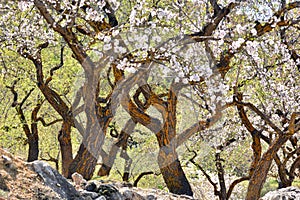 Plantation of old almond trees in bloom photo