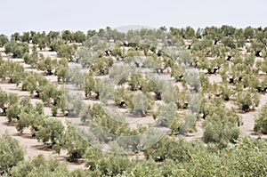Plantation of olive trees, Andalusia