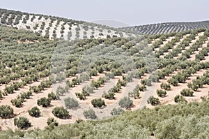 Plantation of olive trees, Andalusia (Spain)