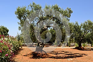 Plantation of Olives