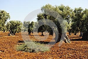 Plantation of Olives
