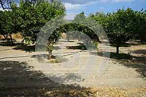 Plantation with orange, Citrus sinensis, and mandarine, Citrus reticulata, fruit trees in August. Rhodes Island, Greece