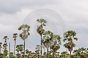 Plantation Palm trees at field rice after harvest