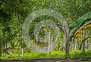 Plantation at Parque EcoturÃÂ­stico. Zihuatanejo, Mexico photo