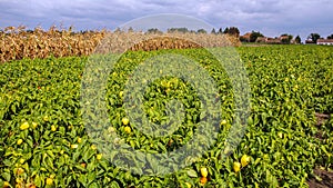 Plantation of Peppers in the Field