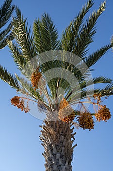 Plantation of phoenix date palm with bunches full of orange date fruits