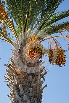 Plantation of phoenix date palm with bunches full of orange date fruits