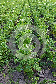 Plantation of potatoes in bloom