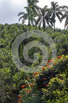 Plantation of pupunha palm tree
