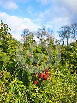 Plantation of Raspberries Rubus idaeus L., fruit growing on bush, autumn