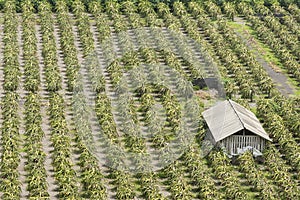 Plantation of red dragon fruit (Hylocereus costaricensis)