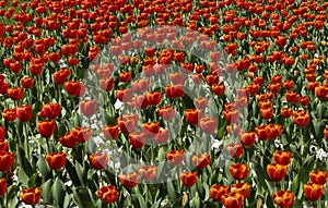 Plantation of red open tulip buds with a yellow black center, bulbiferous plant. Flowers symbolize love.