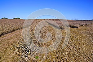 Plantation of redcurrants Ribes rubrum, spring