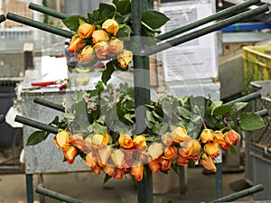 Plantation roses growing inside in a greenhouse