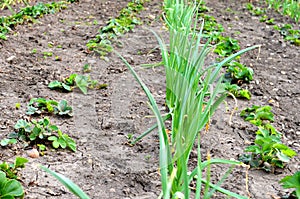 Plantation of rows of onions and strawberries in the garden in early spring after planting