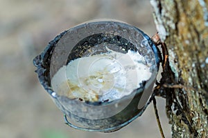 Plantation of rubber collection of juice of hevea latex milk liquid collected in a bowl on a background of bark thickened
