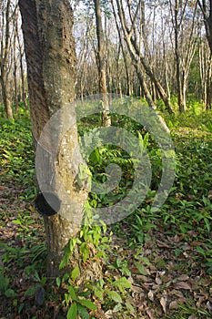 Plantation of Rubber trees