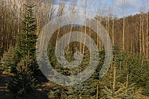 Plantation for the sale of Christmas trees photo