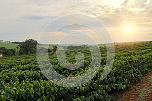 Plantation - Sundown on the coffee plantation landscape