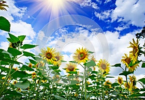 Plantation of sunflowers and blue sun sky.