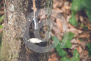 PLANTATION trees rubber