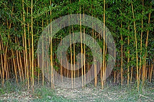 Plantation of tropical bamboo plants with green leaves