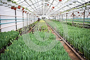 Plantation of tulips cultivation in greenhouse. Seedling of spring bulbous flowers in glasshouse