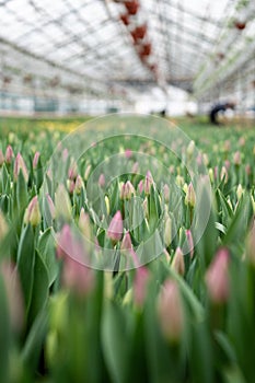 Plantation of tulips grown in industrial greenhouse ready for picking. Agribusiness, floral business