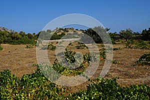 Plantation with Vitis vinifera vines and bunches of blue grapes in August. Rhodes Island, Greece